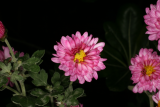 Chrysanthemum 'Anastasia' RCP10-09 008.jpg
